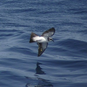 Lanzarote, Canary Islands - pelagic and island birding at the beginning of summer